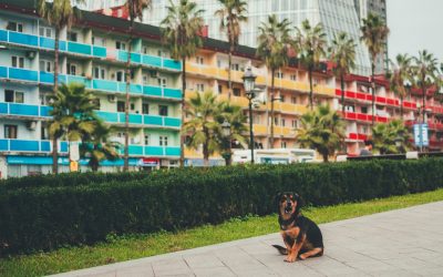 Conjuntos residenciales: exigen no tener mascotas